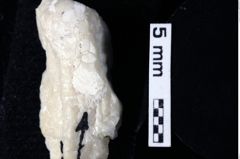 Foto (Detailansicht) von Diogenidae indet. (NHMW-GEO-1990-0041-0227)